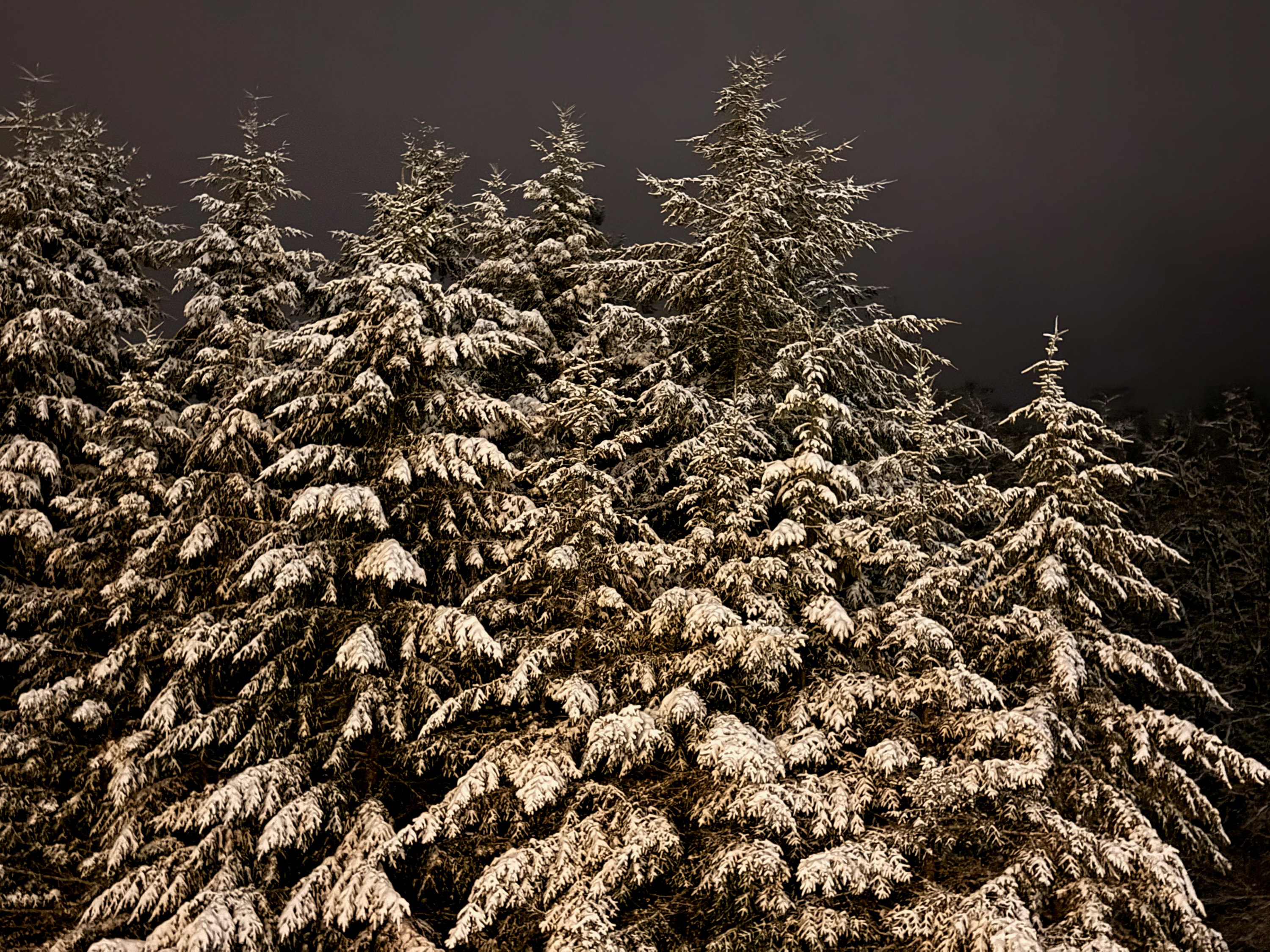 Portfolio photograph 62