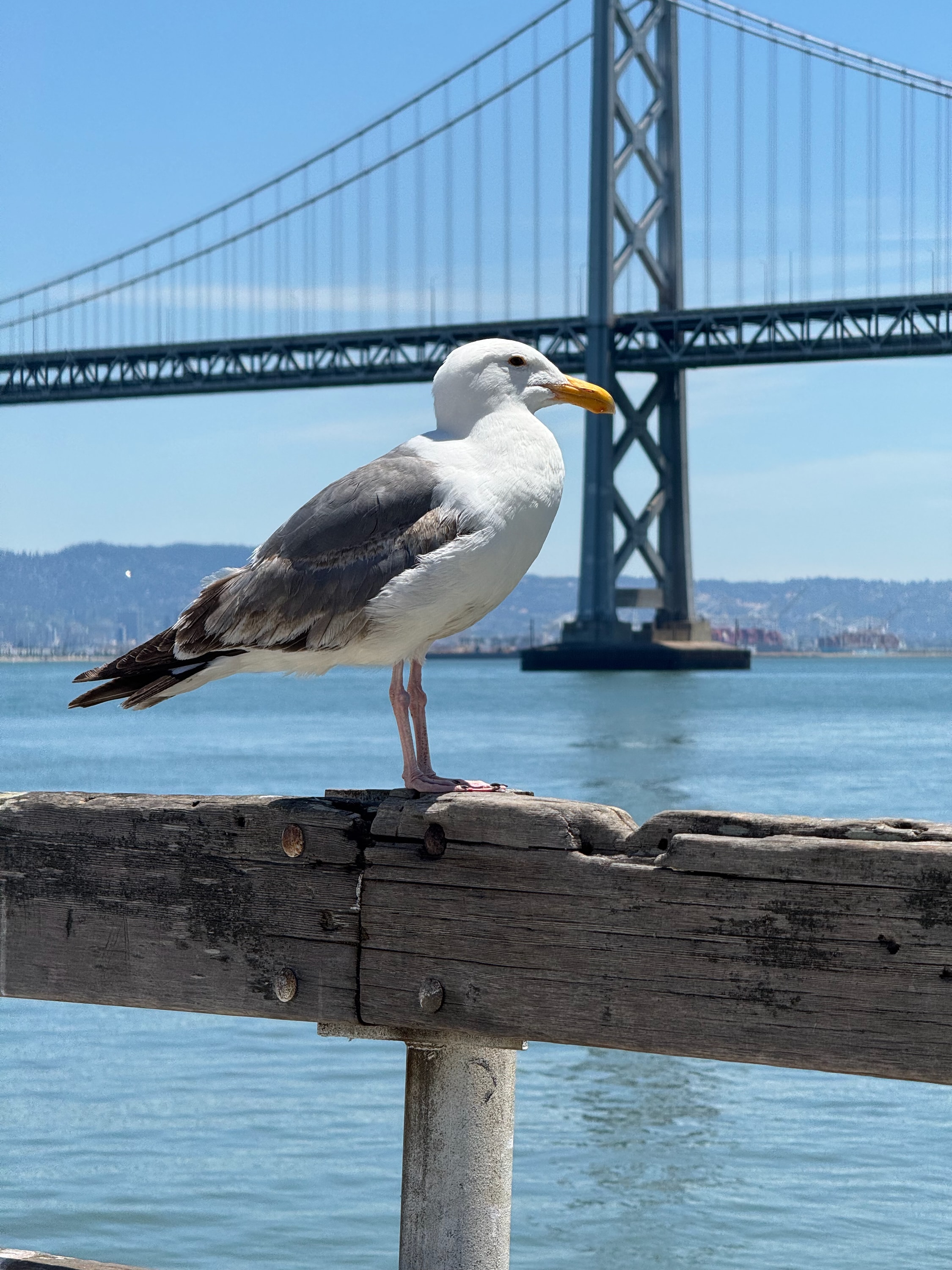 Portfolio photograph 82